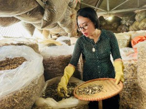 luong y nguyen thi thai